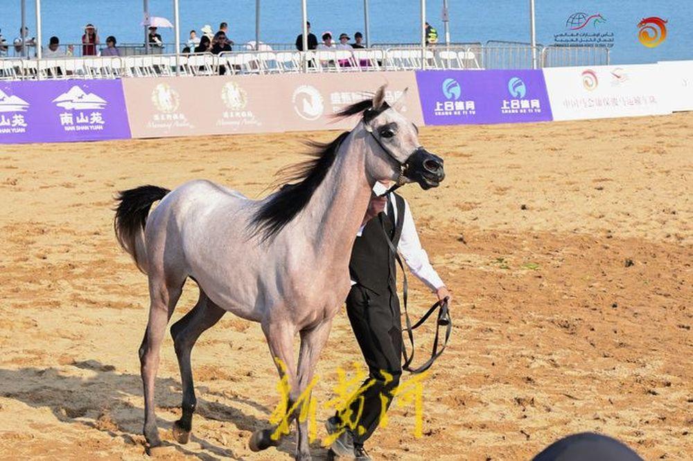阿联酋马术选手表现出色取得头名 阿联酋马术选手表现出色取得头名